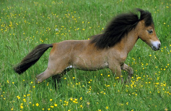 American miniature horse