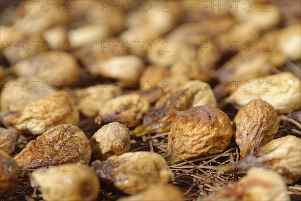 Drying common Common fig