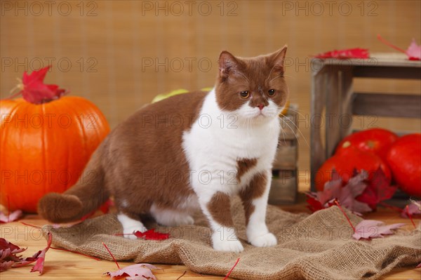 British shorthair