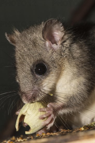 Fat dormouse