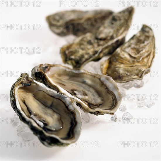 FRESH OYSTERS ostrea edulis against a white background