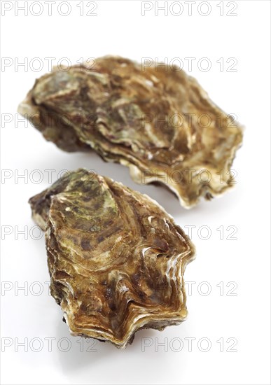 French Marennes d'Oleron oysters