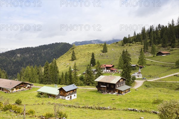 Alpine pasture