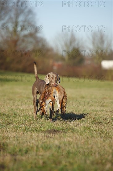 Weimaraner