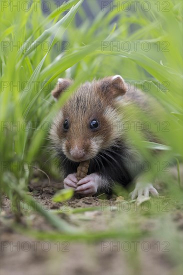 European Hamster