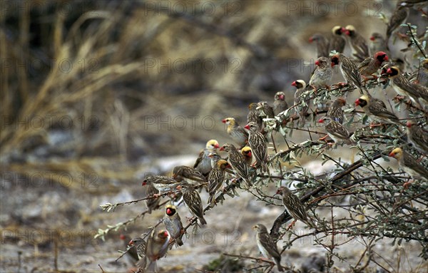 Red Billed Quelea