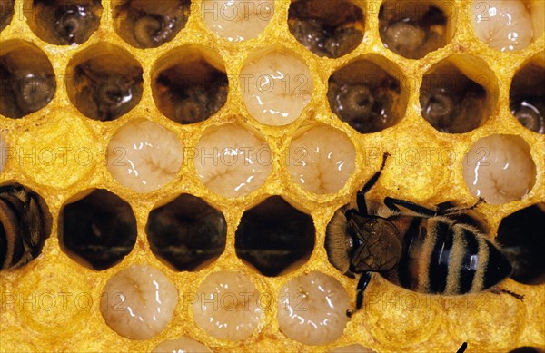Honey Bee