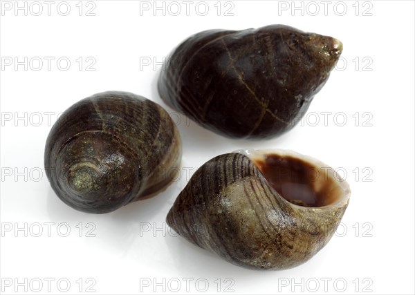 Common periwinkle