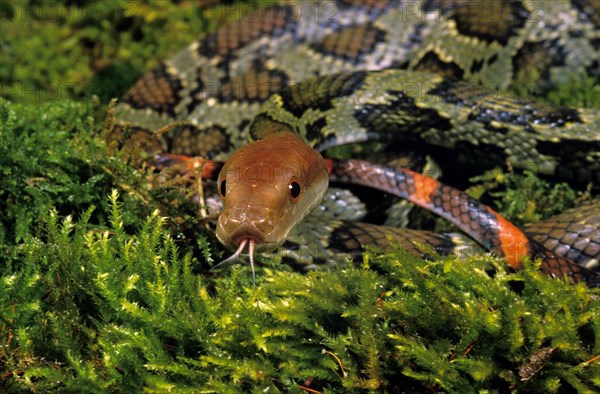 Moellendorff's Ratsnake