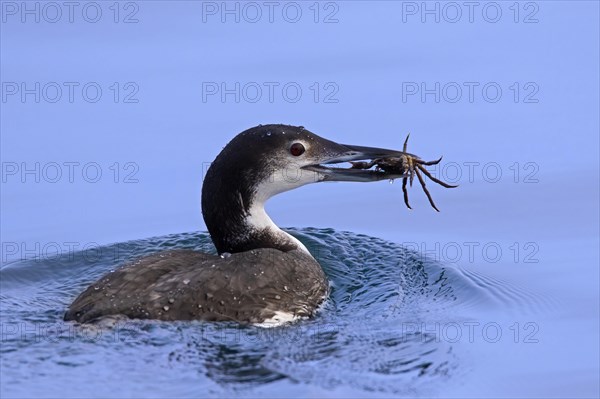 Common loon