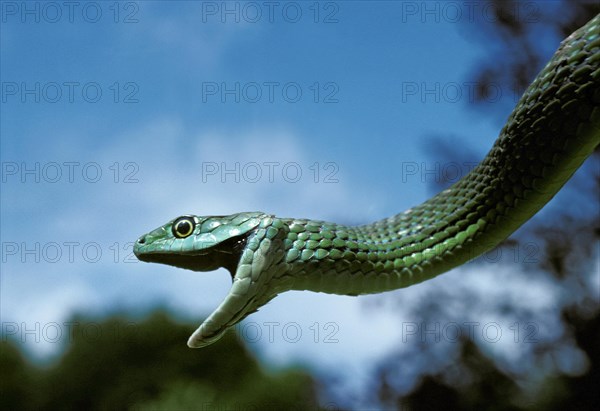 Spotted bush snake