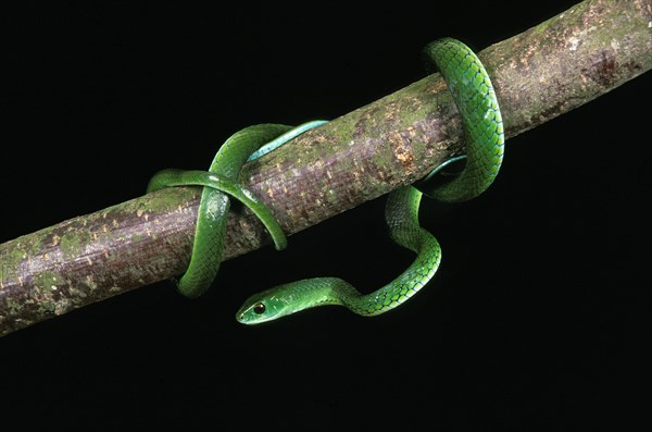 Spotted bush snake