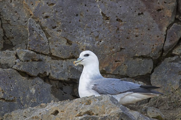 Northern fulmar
