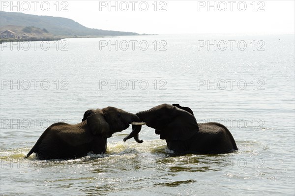 African elephant