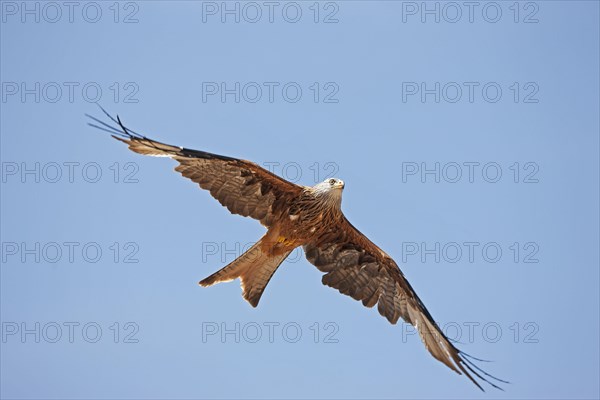 Red kite