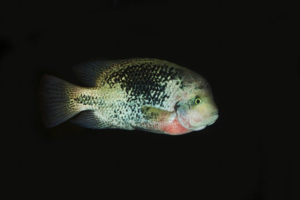 Paratheraps synspilum