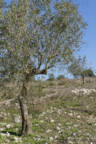 Olive tree
