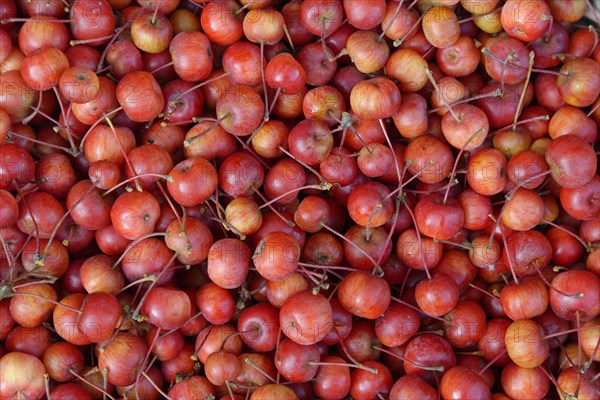 Fruits of the European crab apple