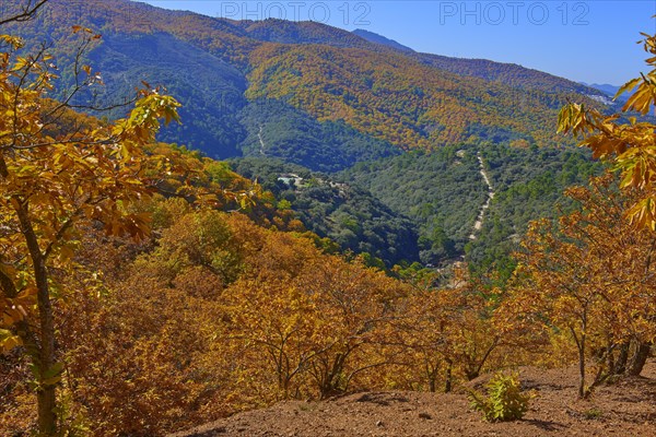 Autumn