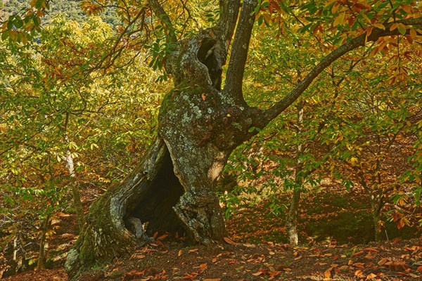 Autumn