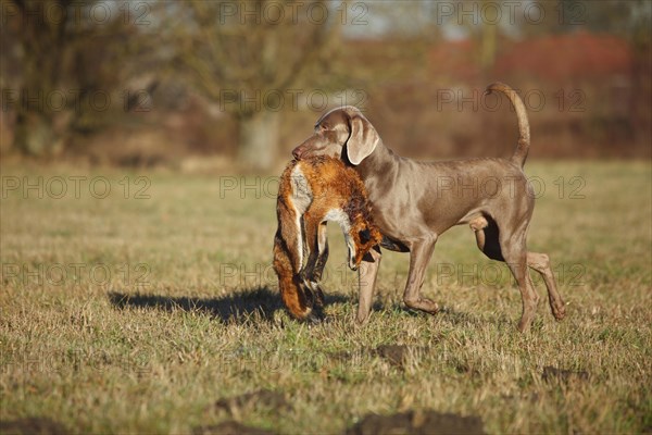Weimaraner