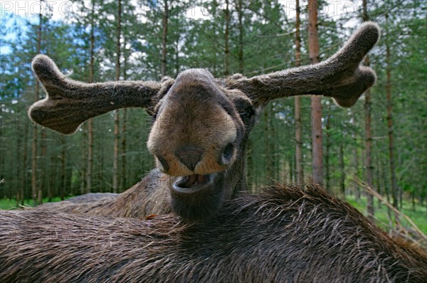 Face of a moose