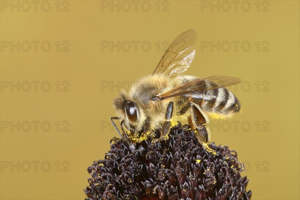 Honey bee