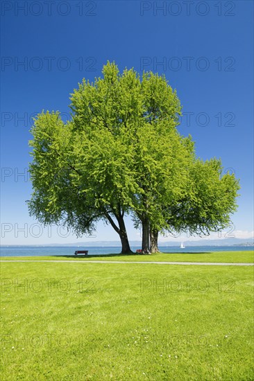Benches under a large silver maple tree on the shore of Lake Constance near Arbon in Thurgau