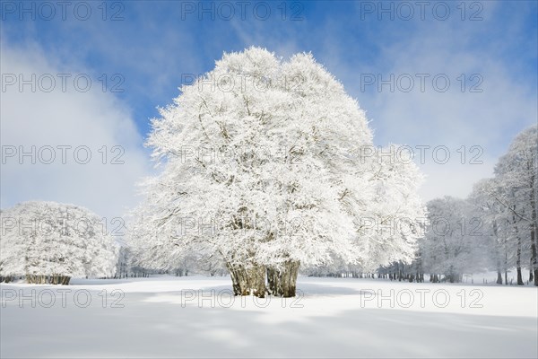 Fog lifts over beech trees covered in deep snow and hoarfrost in the Neuchatel Jura
