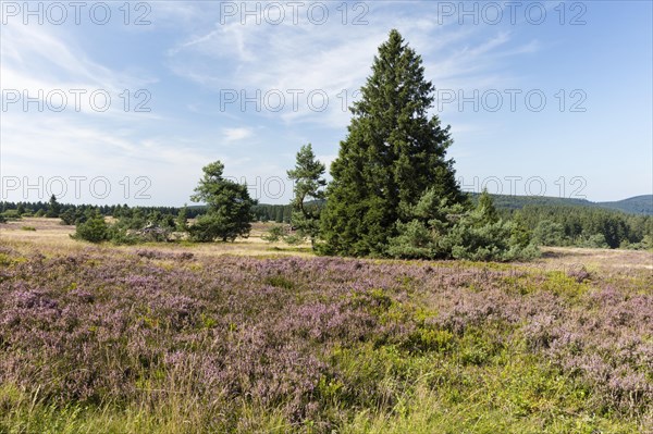 Flowering high heath