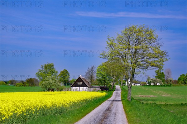 Narrow road
