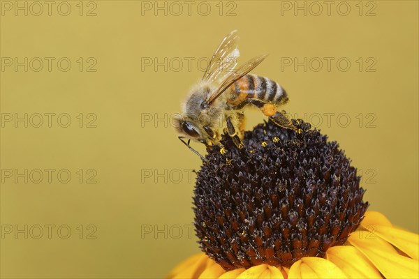 Honey bee