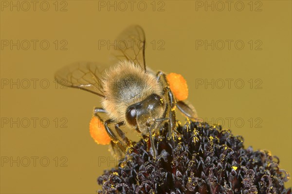 Honey bee