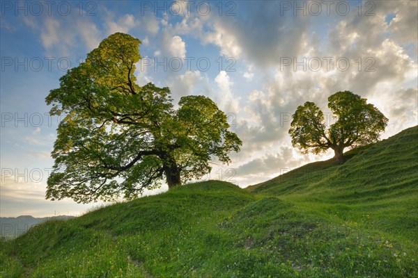 Two gnarled