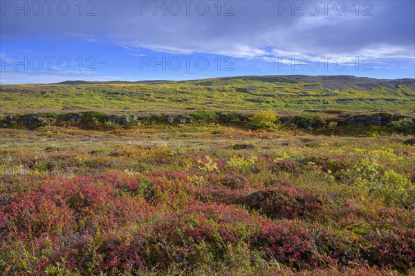 Colourful autumn colours