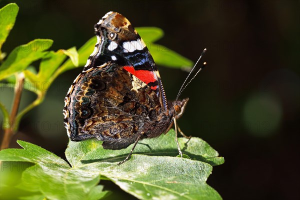 Red Admiral