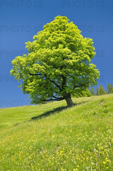 Freisthender sycamore maple in the middle of a mountain spring meadow