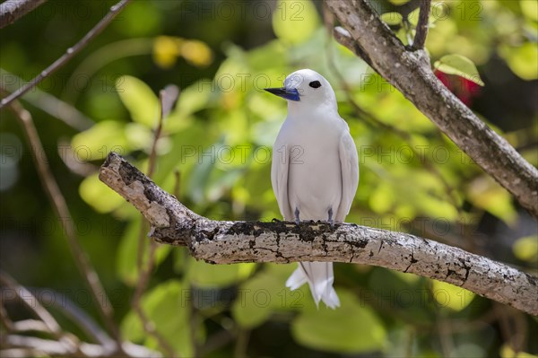 White tern