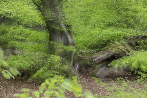 European hornbeam