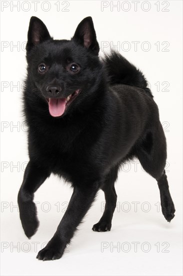 Schipperke