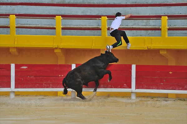 Bullfight