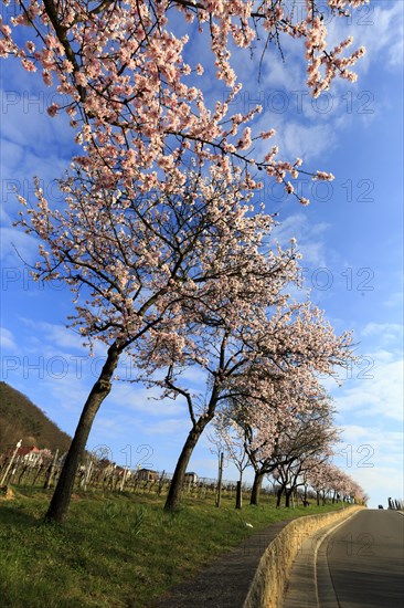 Almond tree