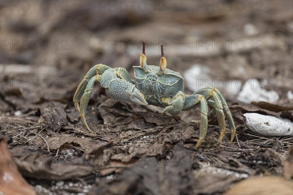 Ghost crab