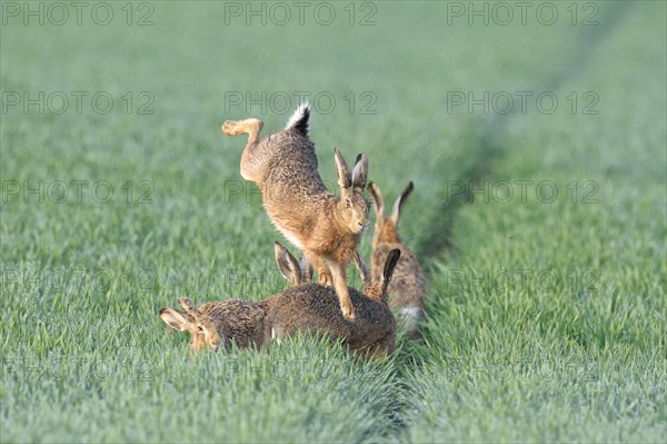 European Hare