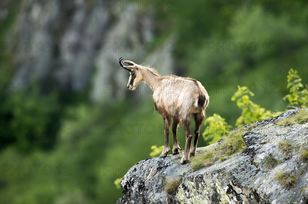 Chamois