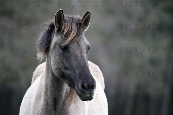 Wild Horse Duelmen