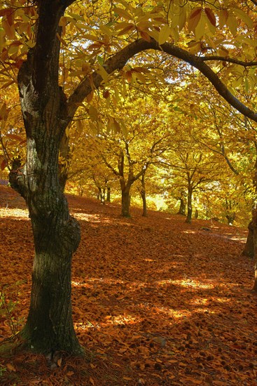 Chestnut