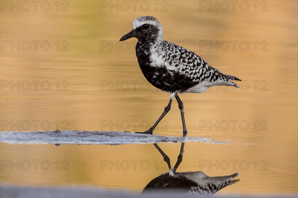 Black-bellied Plover