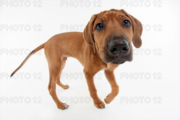 Rhodesian Ridgeback