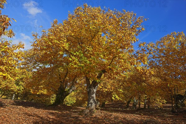 Chestnut